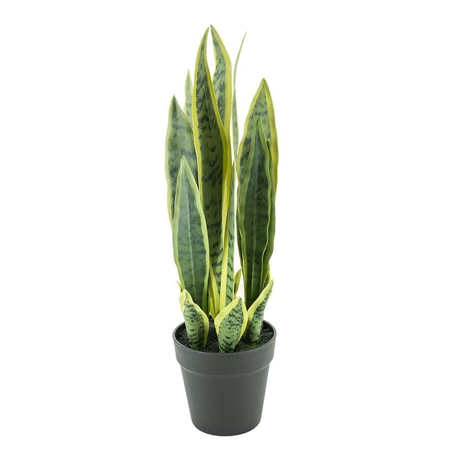 Sansevieria - small